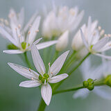 Spring bloomers